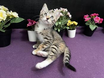 Jasmine -  Tabby and Domestic Short Hair Cat for Adoption in Fayetteville, Georgia - Jasmine | PetCurious