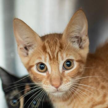 Cheeto Puffs -  Domestic Short Hair Cat for Adoption in Middletown, Rhode Island - Cheeto Puffs | PetCurious