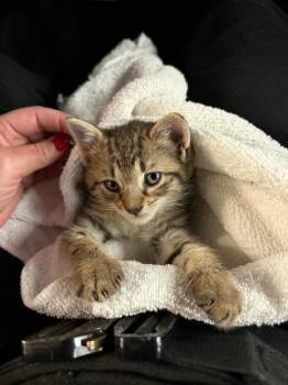 Myrcle -  Domestic Medium Hair and Domestic Short Hair Cat for Adoption in Gainesville, Florida - Myrcle | PetCurious