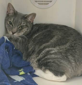 Rescue Domestic Short Hair Cats for Adoption in Lindenhurst, New York - 2-258 Luna | PetCurious