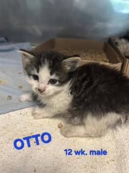 OTTO -  Domestic Short Hair Cat for Adoption in Holbrook, New York - OTTO | PetCurious