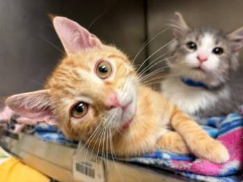 GINNY -  Domestic Short Hair Cat for Adoption in Fort Wayne, Indiana - GINNY | PetCurious