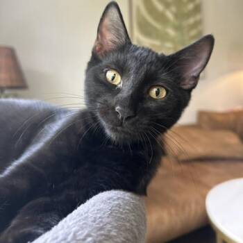 Figaro -  Domestic Short Hair Cat for Adoption in Jupiter, Florida - Figaro | PetCurious