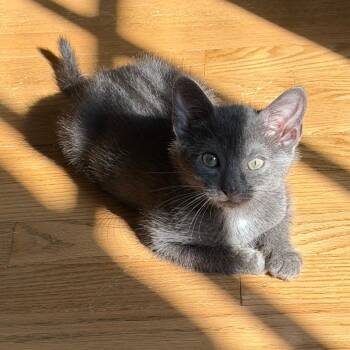 Sierra -  Domestic Short Hair Cat for Adoption in Chattanooga, Tennessee - Sierra | PetCurious