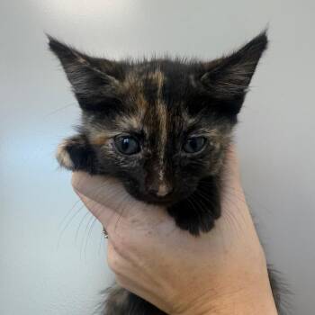 A1 -  Domestic Short Hair Cat for Adoption in Sand Springs, Oklahoma - A1 | PetCurious