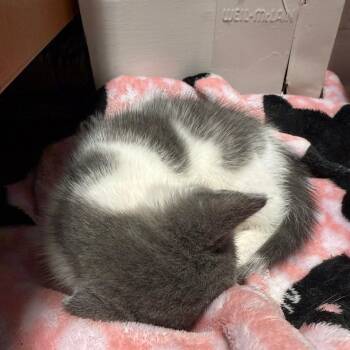 Curry (paired with a sibling) -  Domestic Short Hair Cat for Adoption in Reisterstown, Maryland - Curry (paired With A Sibling) | PetCurious