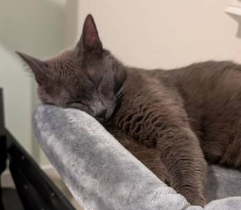 Misty Rene Perri -  Domestic Short Hair and Russian Blue Cat for Adoption in Chandler, Arizona - Misty Rene Perri | PetCurious