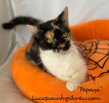 Rescue Calico and American Shorthair Cats for Adoption in Toledo, Ohio - Papaya | PetCurious