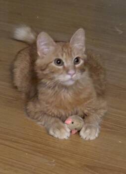 Kiefer Flufferland -  Domestic Medium Hair and Tabby Cat for Adoption in Dallas, Texas - Kiefer Flufferland | PetCurious
