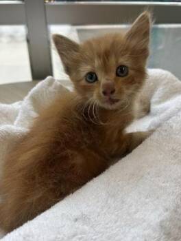 CHEETO -  Domestic Short Hair Cat for Adoption in San Antonio, Texas - CHEETO | PetCurious