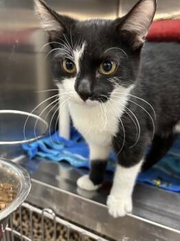 Rescue Domestic Short Hair Cats for Adoption in Dayton, Minnesota - Turner | PetCurious