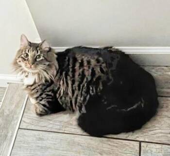 Maine Coon and Domestic Long Hair Cats Available for Adoption in Syosset, New York - Nilo | PetCurious