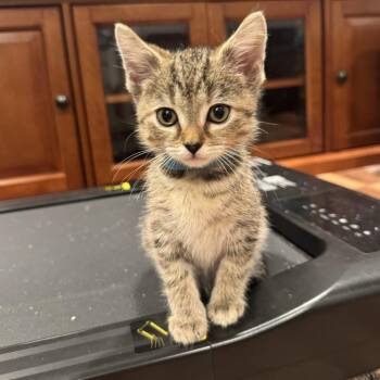 Rosalina -  Domestic Short Hair Cat for Adoption in Georgetown, Kentucky - Rosalina | PetCurious