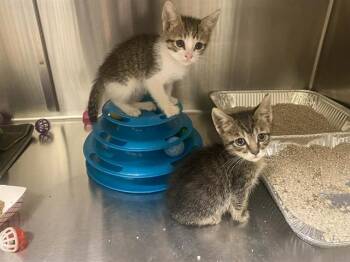 Domestic Short Hair Cats Available for Adoption in Tustin, California - SIMON | PetCurious