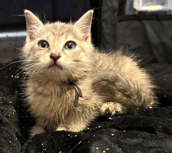 Domestic Short Hair and Tabby Cats Available for Adoption in Rustburg, Virginia - BBQ Not At The Shelter (Faith) Av 6/15 | PetCurious