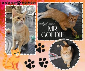 Rescue American Shorthair Cats for Adoption in Paris, Illinois - Mr. Goldie | PetCurious