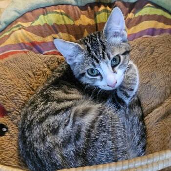 Strawberry -  Domestic Short Hair Cat for Adoption in Medina, Ohio - Strawberry | PetCurious