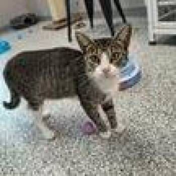 Fonda -  Domestic Short Hair Cat for Adoption in Knoxville, Tennessee - Fonda | PetCurious