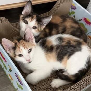 Blossom -  Domestic Short Hair Cat for Adoption - Blossom | PetCurious
