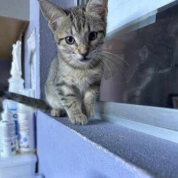 Domestic Short Hair Cats Available for Adoption - THREAD | PetCurious