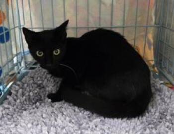 Skipper -  Domestic Short Hair Cat for Adoption in Largo, Florida - Skipper | PetCurious