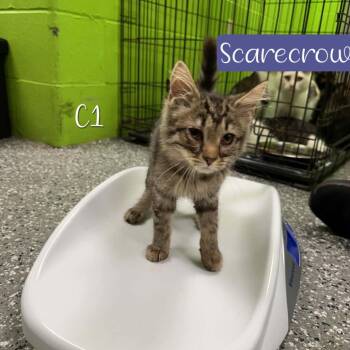 Scarecrow -  Domestic Short Hair Cat for Adoption in Parkersburg, West Virginia - Scarecrow | PetCurious