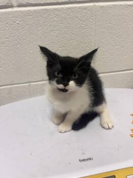 CALI -  Domestic Short Hair Cat for Adoption - CALI | PetCurious