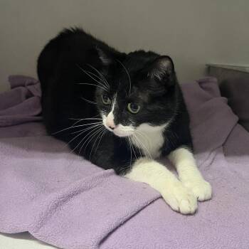 Domestic Short Hair Cats Available for Adoption in New York, New York - Tux | PetCurious