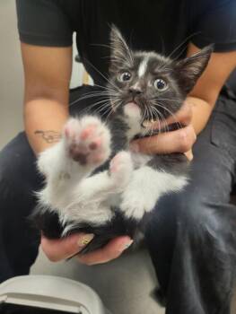 A141117 -  Domestic Short Hair Cat for Adoption in Burbank, California - A141117 | PetCurious