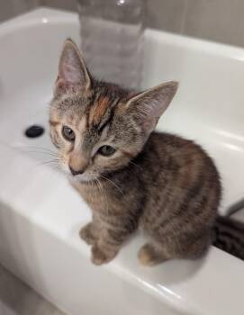 Roxxy -  Domestic Short Hair Cat for Adoption in Rossville, Tennessee - Roxxy | PetCurious