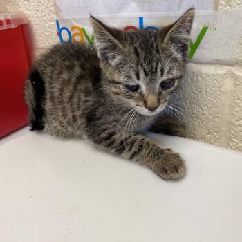 Domestic Short Hair Cats Available for Adoption in Memphis, Tennessee - Honey | PetCurious