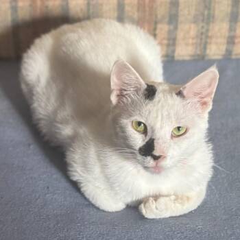Noah Kuwait -  Domestic Short Hair Cat for Adoption in Denver, Colorado - Noah Kuwait | PetCurious