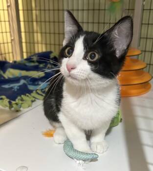 Jordan Stolz -  Domestic Short Hair Cat for Adoption in Parkville, Missouri - Jordan Stolz | PetCurious
