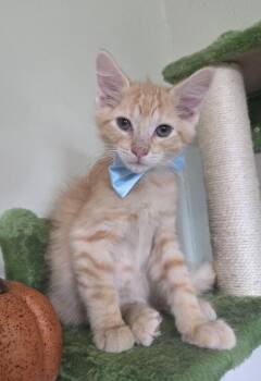 Riley -  Domestic Long Hair Cat for Adoption in Magnolia Springs, Alabama - Riley | PetCurious