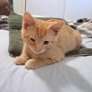 Murray -  Domestic Short Hair Cat for Adoption in Hemet, California - Murray | PetCurious