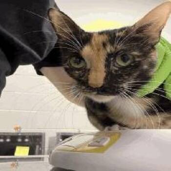 Honeysuckle -  Domestic Short Hair Cat for Adoption in Indianapolis, Indiana - Honeysuckle | PetCurious