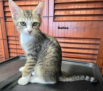 Dallas, Riggs, Ryder, Separate or together -  Domestic Short Hair and Tabby Cat for Adoption in Homestead, Florida - Dallas, Riggs, Ryder, Separate Or Together | PetCurious