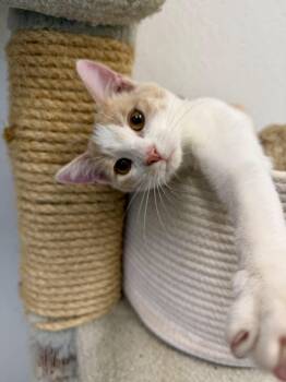 Biscotti -  Domestic Short Hair Cat for Adoption in Sonora, California - Biscotti | PetCurious