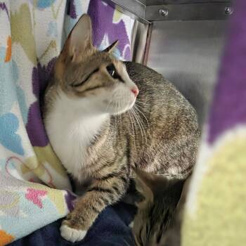 Domestic Short Hair Cats Available for Adoption in Chattanooga, Tennessee - Velma | PetCurious
