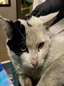 Domestic Short Hair Cats Available for Adoption in Martinez, California - SHORTSTOP | PetCurious