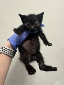 Domestic Short Hair Cats Available for Adoption in Doral, Florida - TIMOTHY | PetCurious
