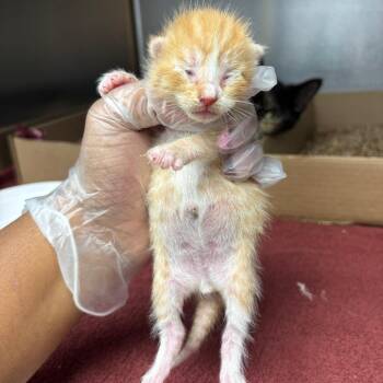 Prince -  Domestic Short Hair Cat for Adoption in Newark, New Jersey - Prince | PetCurious