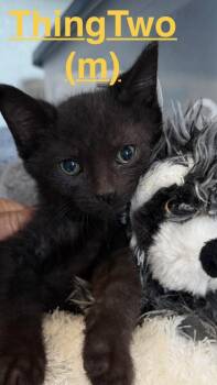 Thing Two 26 -  Domestic Short Hair Cat for Adoption in Brookhaven, Mississippi - Thing Two 26 | PetCurious
