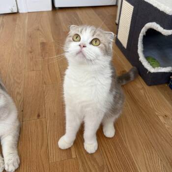 Ophelia -  Scottish Fold Cat for Adoption - Ophelia | PetCurious