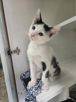 Hansel -  Domestic Medium Hair and Domestic Short Hair Cat for Adoption in Savannah, Georgia - Hansel | PetCurious