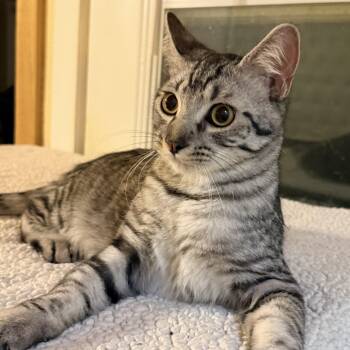 Niko -  Domestic Short Hair and Tabby Cat for Adoption in Liverpool, Texas - Niko | PetCurious