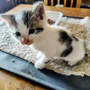 Ray Stantz -  Domestic Short Hair Cat for Adoption in Granville, Ohio - Ray Stantz | PetCurious