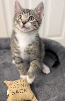 Rukus -  Domestic Short Hair Cat for Adoption in Cary, North Carolina - Rukus | PetCurious