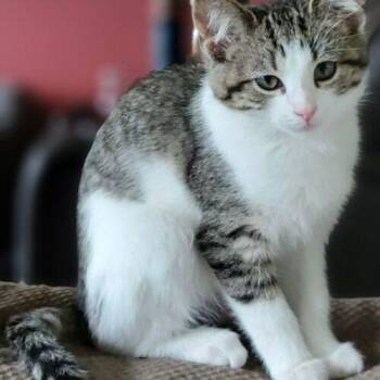 Carol Bug -  Domestic Short Hair Cat for Adoption in Canal Winchester, Ohio - Carol Bug | PetCurious