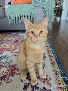 Rescue Domestic Short Hair Cats for Adoption in Dallas, Texas - Chandler 2061 | PetCurious